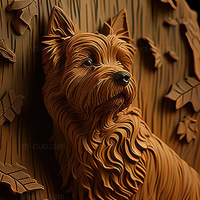 st Australian Terrier dog